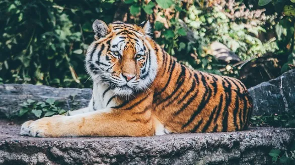 Menaklukan Harimau