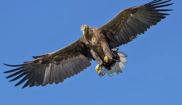 Burung Elang