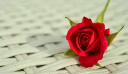 Mawar Untuk Ibu