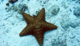 Bintang Laut