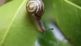Siput dan Katak